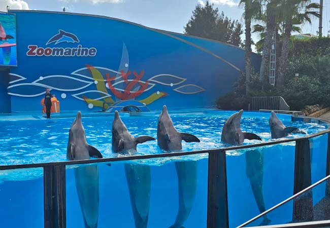 El espectáculo de delfines en Zoomarine